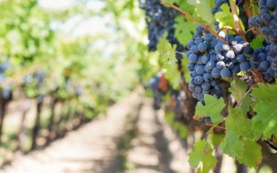 Learning about vineyards