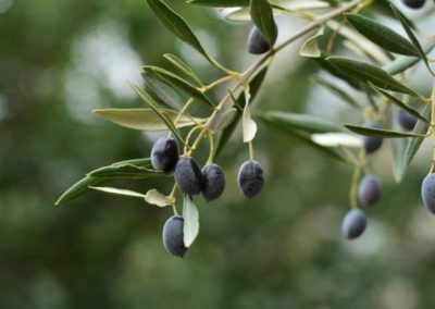 La variété d'olives du Mas Oms sont des Aberquina.