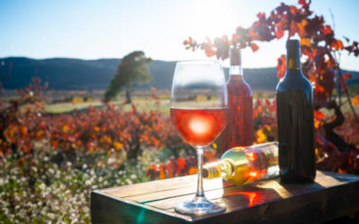 Learning about natural wines – 2h