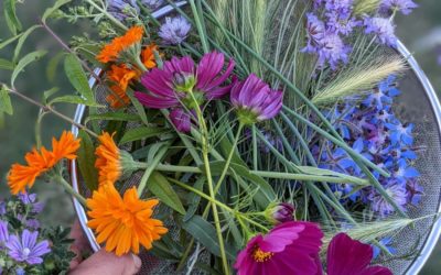 Our vegetable garden